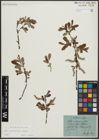 Foto von Salix appendiculata Vill. x Salix eleagnos Scop.